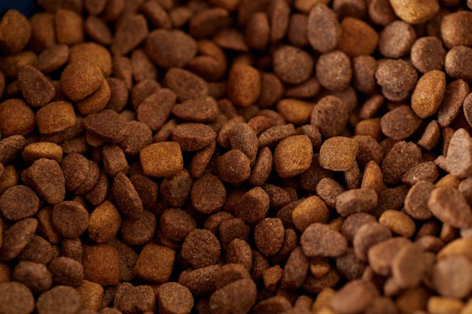 Close-up of working dog eating specialized kibble from metal bowl