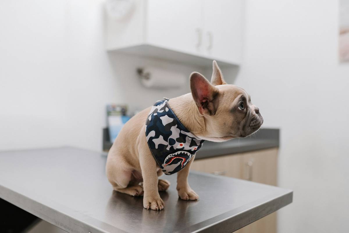 Does Joint Supplements Work for Dogs? The Truth Working Dog Handlers Don’t Share