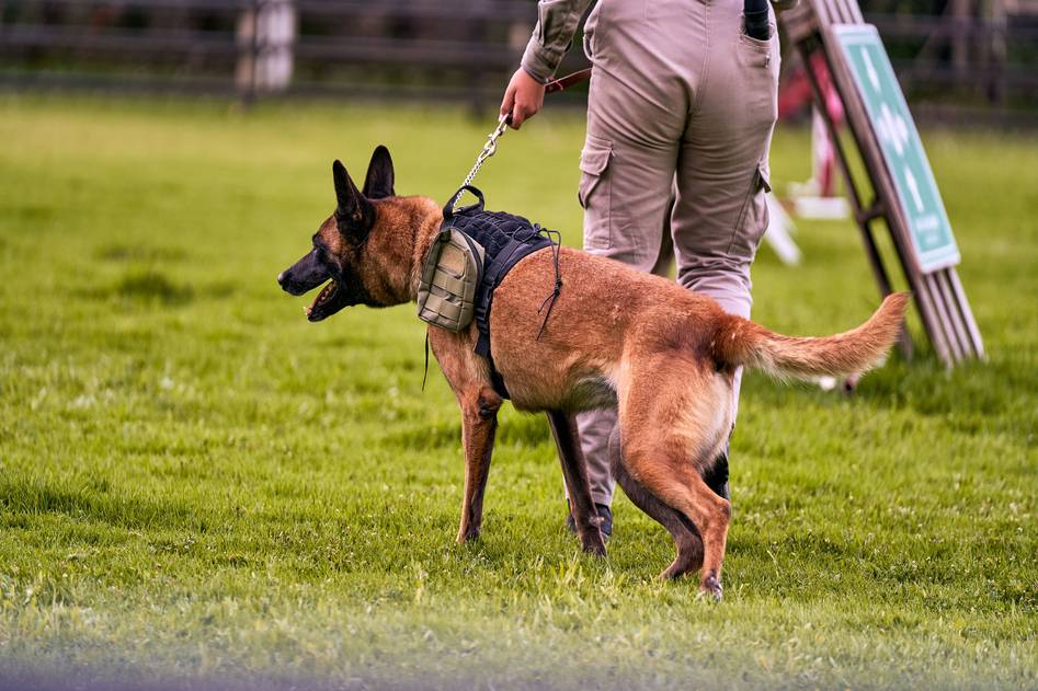 German Shepherd working in field with kibble bowl nearby