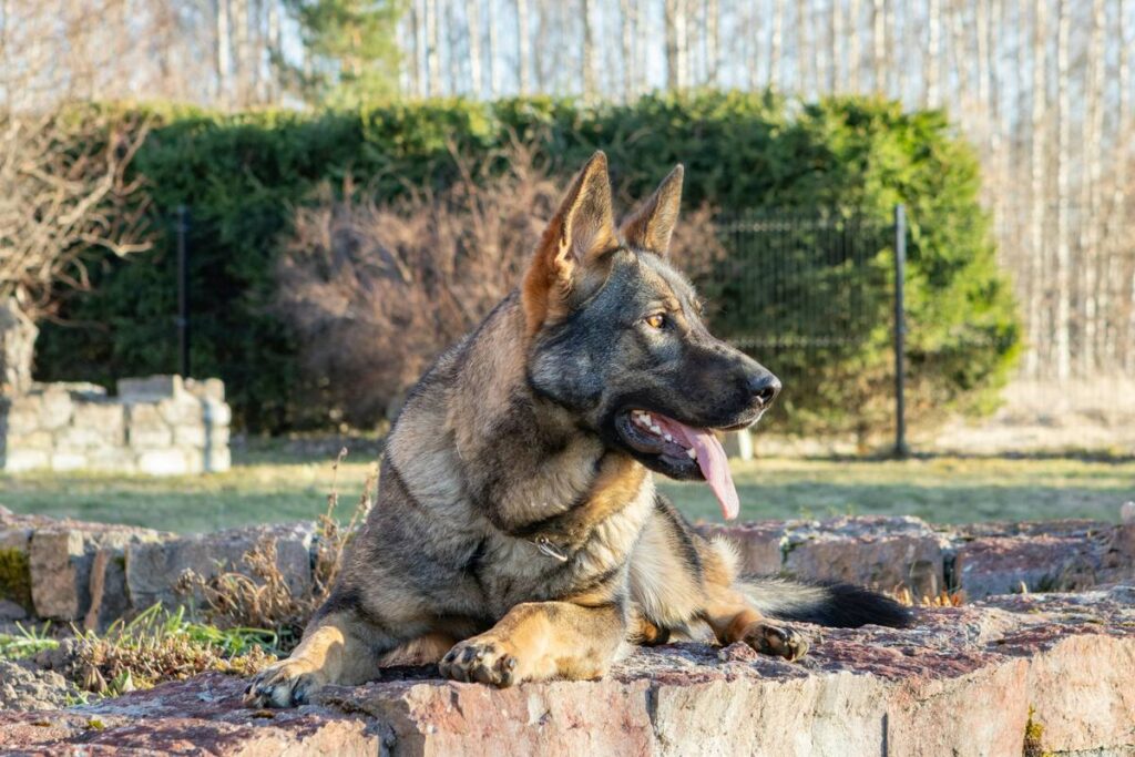 Joint Support Working Dog How Long: The Truth About Recovery Timelines