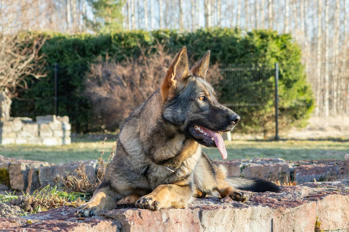 Joint Support Working Dog How Long: The Truth About Recovery Timelines