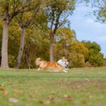 wholehearted active performance dog food: 7 Proven Tips to Avoid Energy Crashes