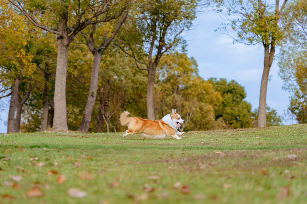 wholehearted active performance dog food: 7 Proven Tips to Avoid Energy Crashes