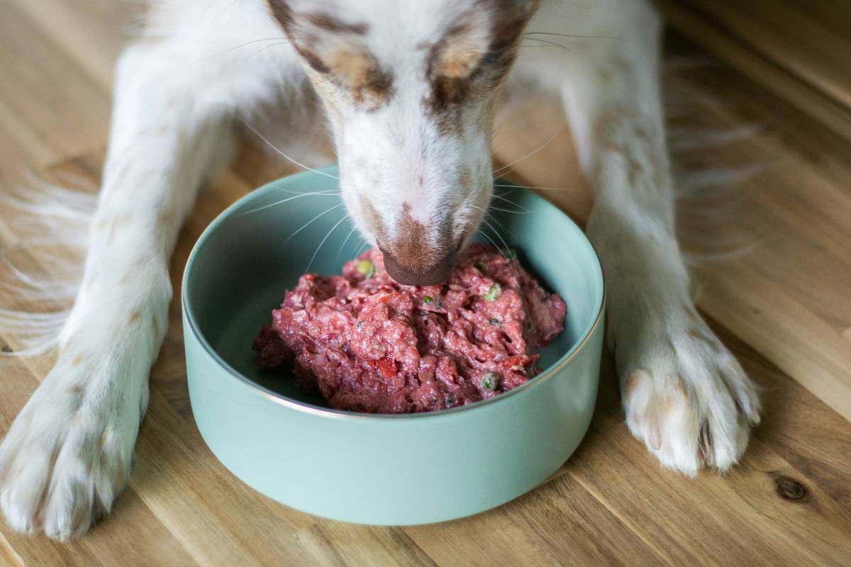 Wholehearted Active Performance Dog Food - Complete Guide
