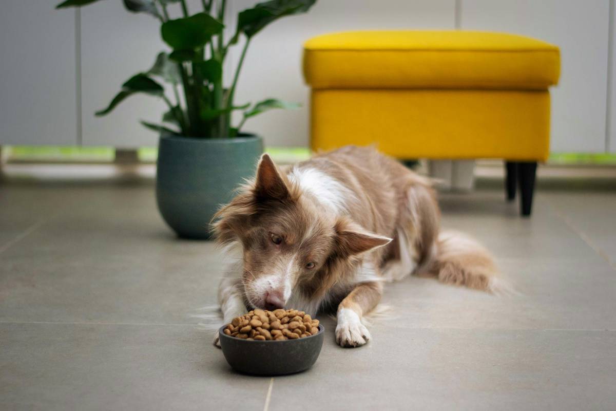 Working Dog Complete Food: 7 Proven Tips to Avoid Costly Digestive Mistakes