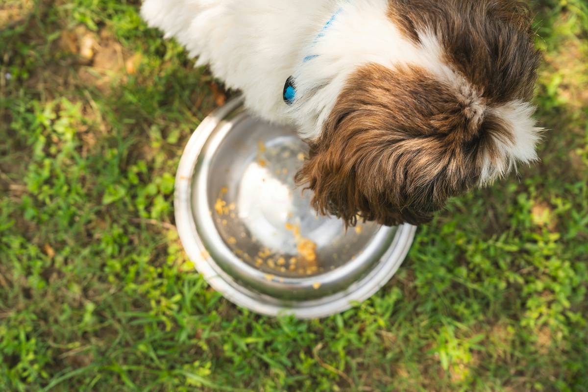 dog food for working dogs in a rugged outdoor setting with a kibble bowl beside a working K-9