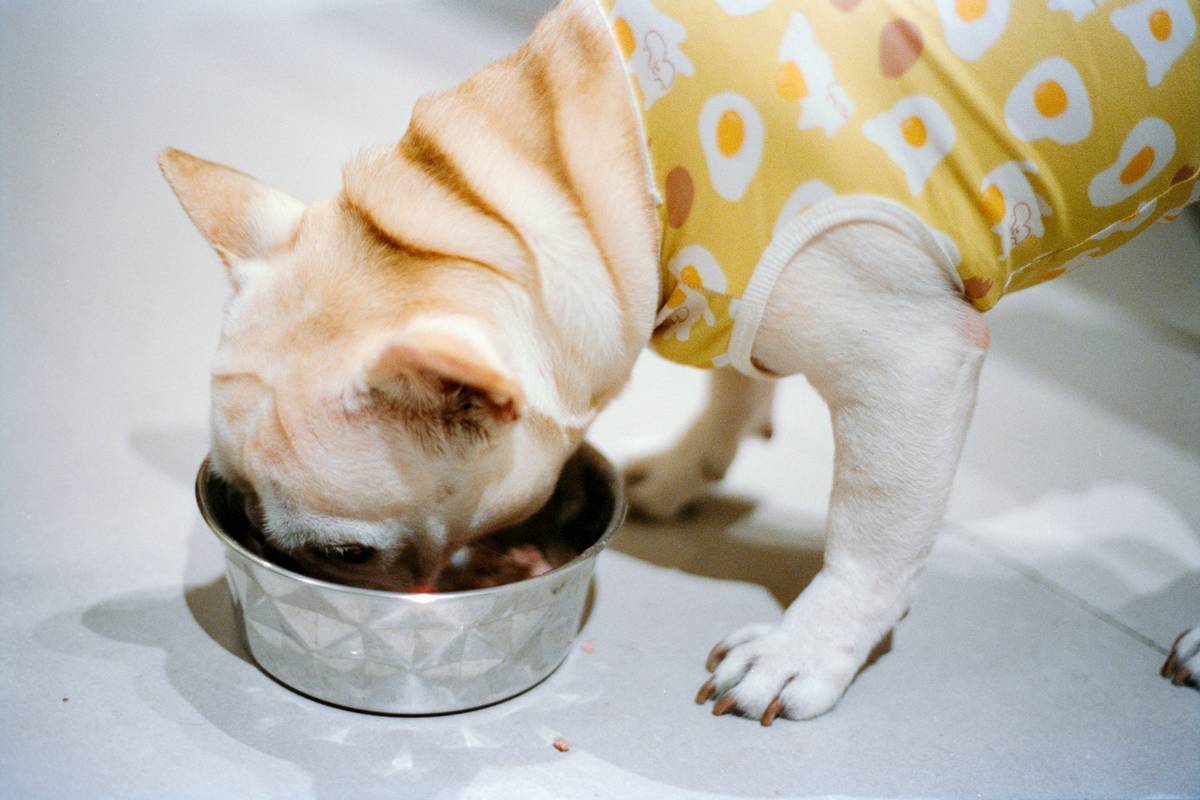 Dog Food for Working Dogs: 7 Proven Tips to Avoid Costly Mistakes