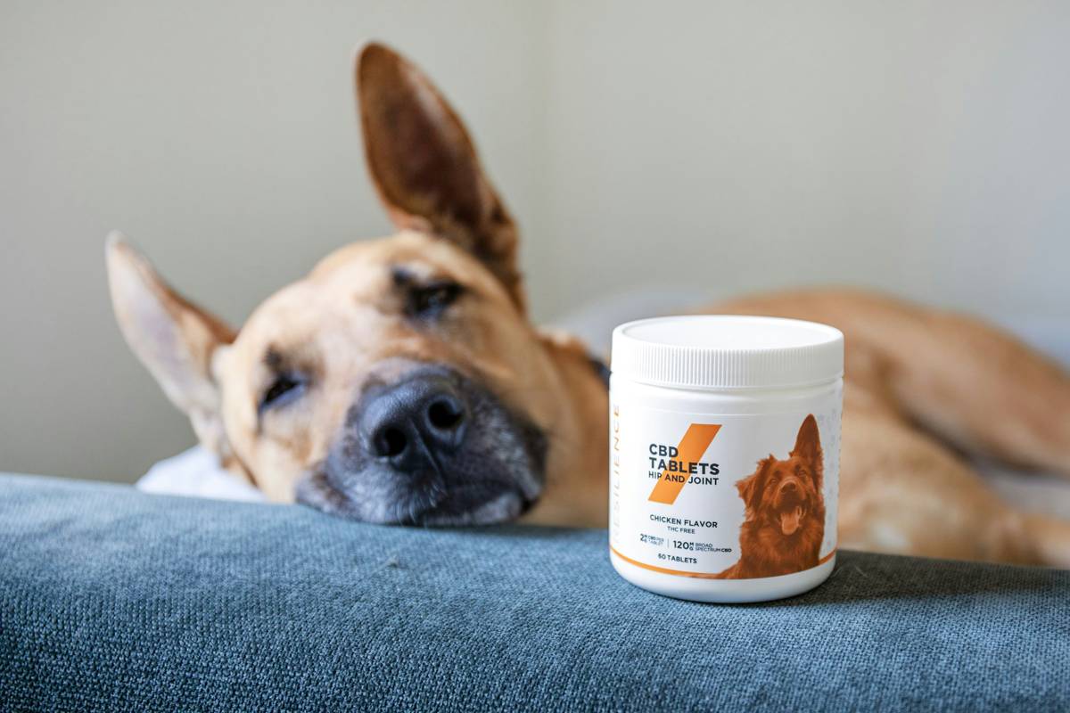 German Shepherd eating joint care dog food from bowl with glucosamine supplement nearby