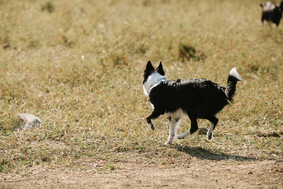 working dog food brands arranged beside a K-9 officer on duty