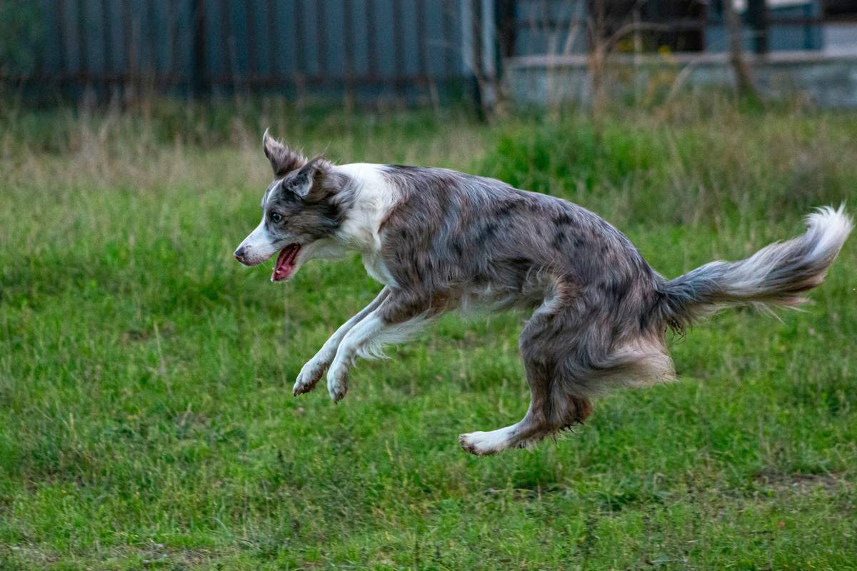high calorie working dog food being poured into a bowl beside a tired but focused working dog