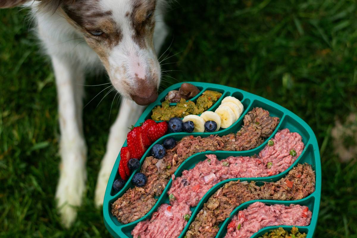 Essentials Working Dog Food: 7 Proven Tips to Avoid Costly Mistakes