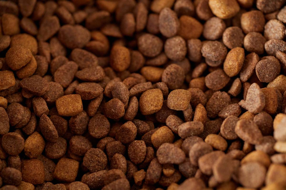 Sport Dog Food K9 Series: 7 Proven Ways to Avoid Costly Calorie Mistakes