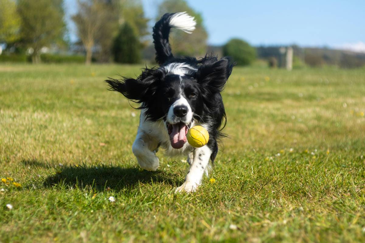 Whole Hearted Dog Food Active Performance: 7 Proven Ways to Avoid Costly Calorie Mistakes