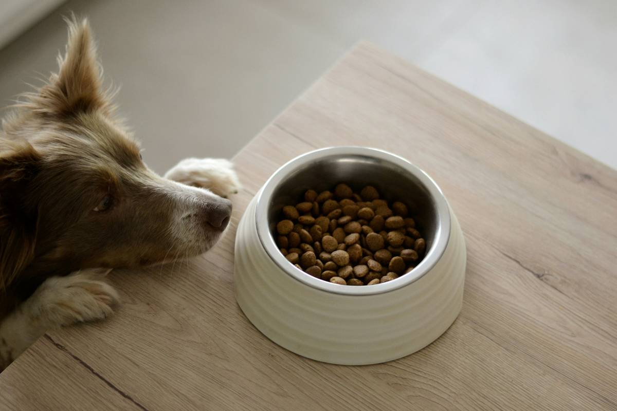 Whole hearted dog food active performance kibble in bowl beside energetic working dog