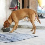 Joint Supplement Dog Food: 7 Proven Ways to Avoid Painful Mobility Mistakes