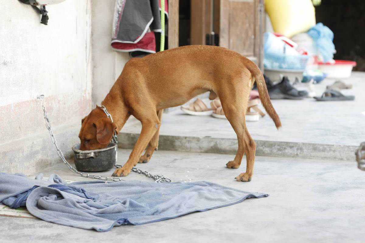 Joint Supplement Dog Food: 7 Proven Ways to Avoid Painful Mobility Mistakes